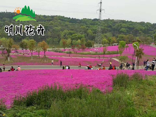 芝櫻種植基地